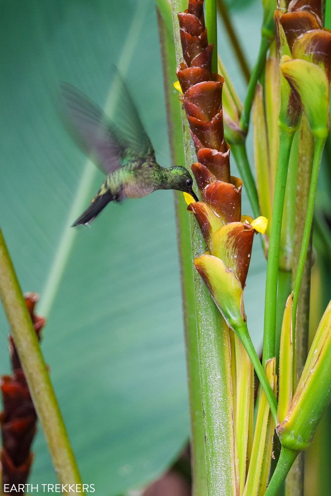 Hummingbird La Fortuna