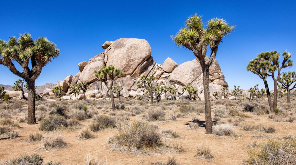 Things to Do in Joshua Tree