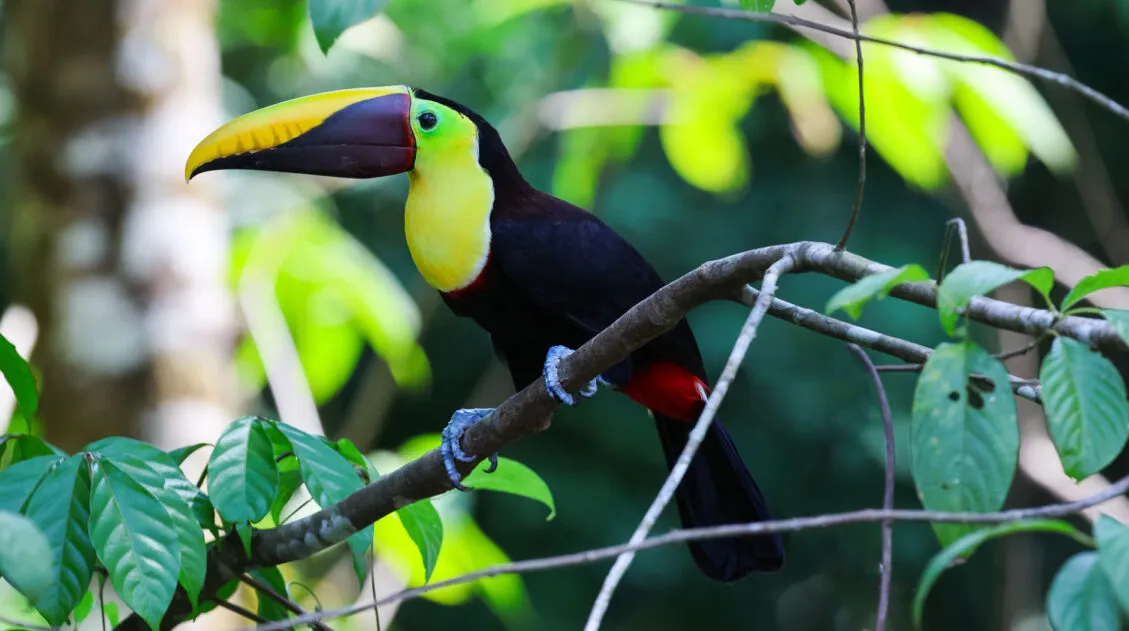 Things to Do Manuel Antonio Costa Rica